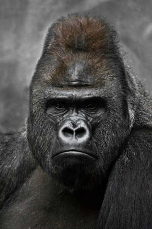 Portrait of a powerful dominant male gorilla (physiognomy), stern face.の写真素材