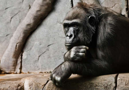 Pensive pose, hand props his head. Monkey anthropoid gorilla female. a symbol of brooding rationality and heavy thoughts.の写真素材