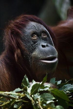 A cunningly surprised orangutan against a background of greenery, a close-up face, a look as if he were seriously surprised.の写真素材