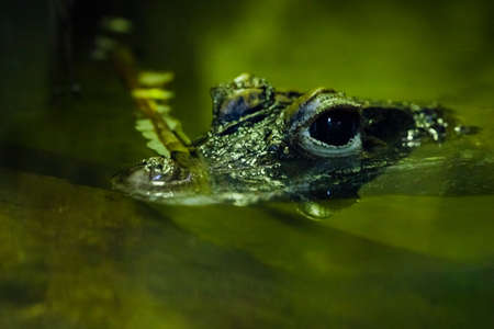 A cute little crocodile looks with shining eyes from the green water of a pond.の写真素材