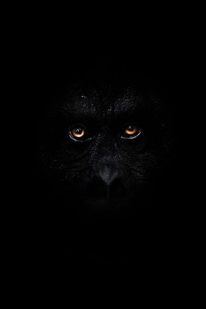 A terrible look anthropoid monkeys from the dark, orange eyes shine mysteriously and frighteningly,...