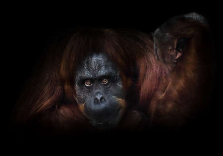 A phlegmatic orangutan with a raised hand on a dark background, as it were, offers to do arm wrestling.の写真素材