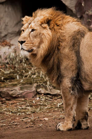 A powerful Asian lion male against the background of a dark cave, bamboo is lying under his feet.の写真素材