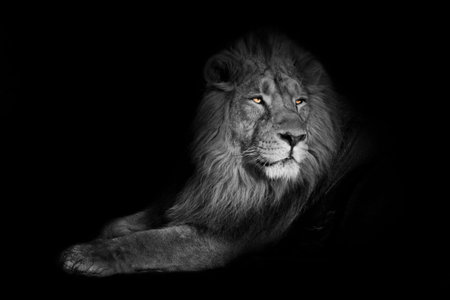 bright yellow glowing eyes, discolored body on a black background. A powerful lion male with a chic...
