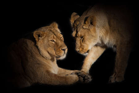 Two lioness girlfriends are cute chatting close-up. on a black background.の写真素材