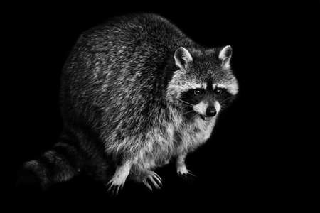 noir crook raccoon. Tailed raccoon with a red tongue. A cute fluffy raccoon with a cute muzzle sits black and white isolated black background.の写真素材