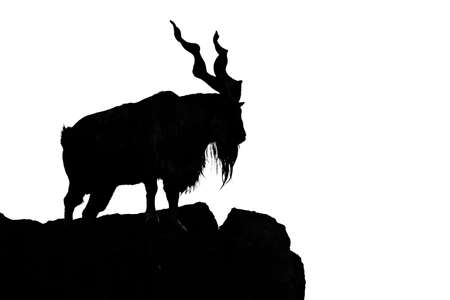 black silhouette of a horned goat on a rock on a white background. Goat Markhor stands on the mountain, an animal with huge branching horns.の写真素材