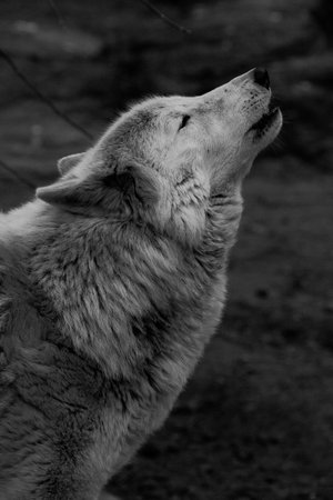 The wolf howls looking up, a gloomy black and white photo of sadness and longing. close-up