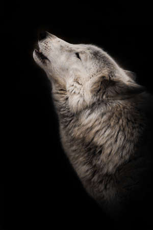 The wolf howls looking up, a gloomy of sadness and longing. an ashen white polar wolf snout on a black background howls in the moonlight.の写真素材
