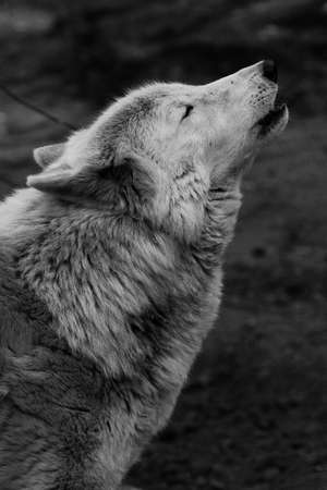 The wolf howls looking up, a gloomy black and white photo of sadness and longing. close-upの写真素材