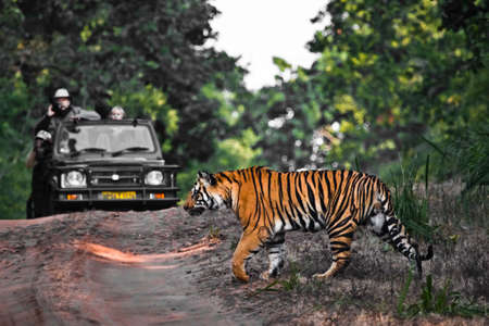 A tiger crosses the road in front of a jeep. Bandhavgarh park, india.の写真素材