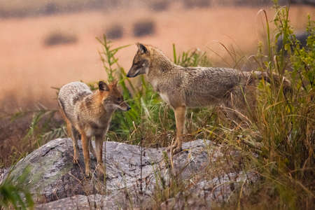 Male and female jackals on the background of grass fields. Kanha, India. peppy animals.の写真素材