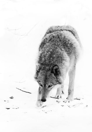 Noir she-wolf. Dangerous beast hunting sniffs prey. Gray wolf female in the snow, beautiful strong...
