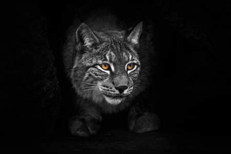 strict and formidable in the cave. lynx in the night darkness at night, bright eyes glow yellow body discolored. dark background.の写真素材