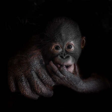 Cute little orangutan monkey cub looks seriously, mother's hand.の写真素材