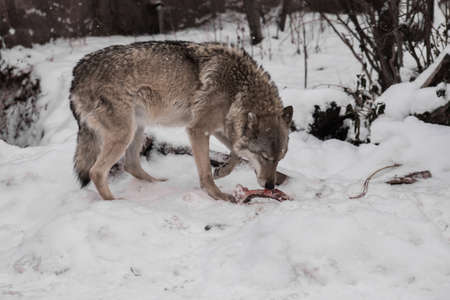 A female wolf against a background of snow with a bone nibbles a bone, a predatory animal in winter.の写真素材