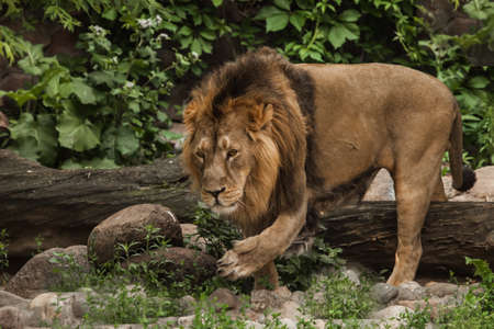 a powerful lion walks through the green jungle, paw forwardの写真素材