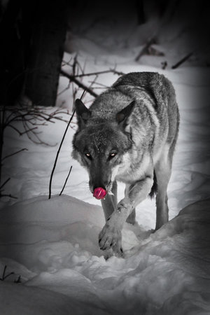 Noir wolf licks its lips with its red tongue. The wolf walks through the snow in winter, a powerful...