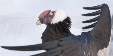 The wide spread wings of the Andean condor of a huge South American bird is large.