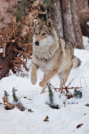 Cheerful sports female wolf quickly runs through the snowy forest