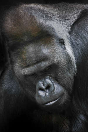 Portrait of a white powerful male gorilla, a grimy thoughtful close-upの写真素材