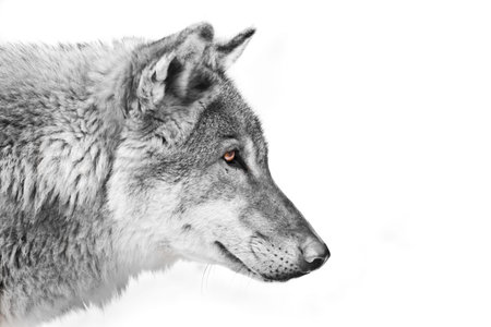Black and white with colored eyes, a view of the distance Split a wolf of male in profile on a white...