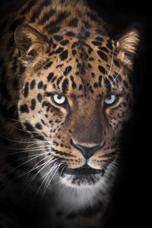 Severe serious muzzle of a leopard half-turned looks at you close-up from the night darkness, black backgroundの写真素材