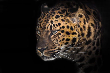 Muzzle of a Far Eastern leopard in profile in the dark, isolated on black background