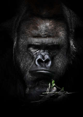 Sad and heavy reflections of a strong male gorilla over a green twig remind of the problem of the extinction of gorillas in Africa, black backgroundの写真素材