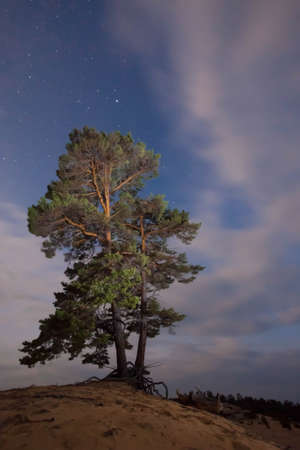 Tall pine tree and vertical clouds in the blue starry night sky, on the sandy shoreの写真素材