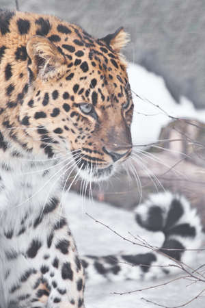 Serious leopard, Amur leopard on a snowy background looks half-turned beautifully curved tailの写真素材