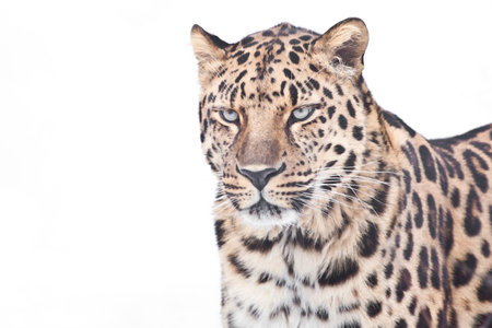 A clear photo of a Far Eastern leopard on a white background, half a figureの写真素材
