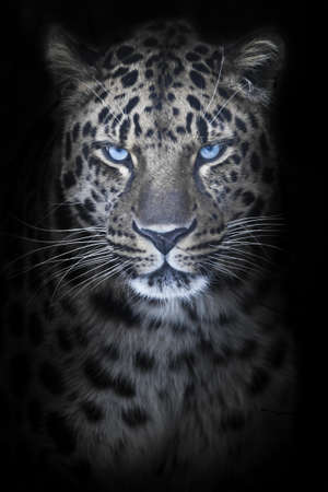 Leopard in night moonlight, blue eyes glow, discolored fur black background, full face portraitの写真素材