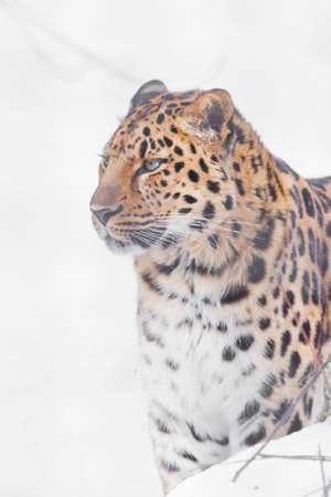 leopard cheerfully looks among the snow half-figure of the Far Eastern Amur leopardの写真素材