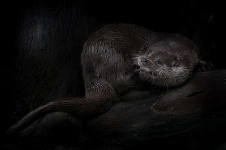 Beautiful otter on a black background, wood stone combed out wet strong body, nocturnal beastの写真素材