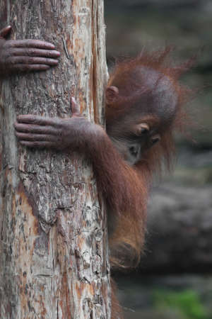 Concern and tenacity. Independent baby orangutan cautiously and cautiously descends the trunk of a treeの写真素材