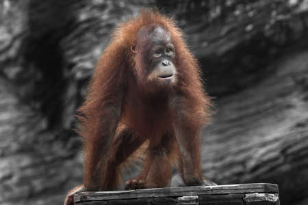Surprised young orangutan looking with lush red hair on four legs photoの写真素材