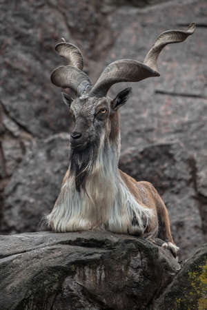 markhor goat sits on the background of a rock, long twisted horns, animals of pakistanの写真素材
