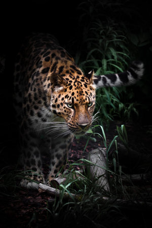 the Far Eastern Amur leopard emerges from the night forest, darkness and greenery