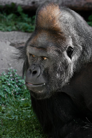 Powerful muzzle of a male gorilla background grass half-turned looks