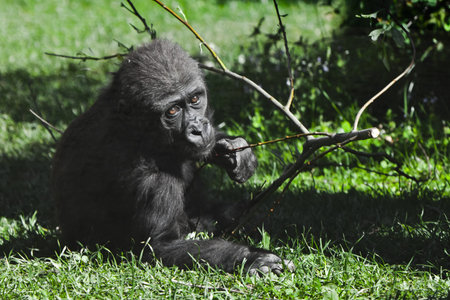 Gorilla child teenager lies on green grass and turns around, bush and greenery