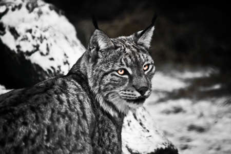 Coquettish lynx with glowing eyes half-turn because of crying on a cold snowy background contrasting black and whiteの写真素材