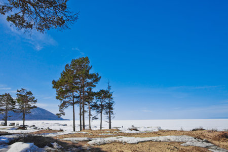 Pines far and near, blue mountain and white ice under the blue sky Lake Baikal in winterの写真素材