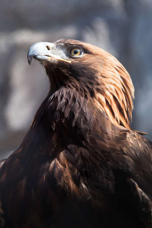 a proud and important eagle golden eagle sits sideways akimbo in the sunlight close-upの写真素材