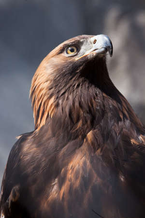Cheerful and dangerous eagle golden eagle close up full face, brown feather sunlightの写真素材