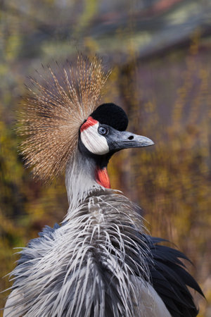 Angry beauty Black crowned crane close-up with spread feathers and golden crest in profileの写真素材