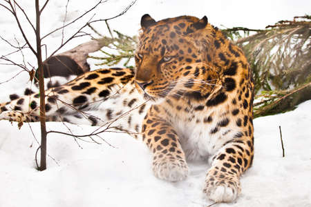 Far Eastern leopard lies in the snow, next to a fallen spruce, a rare cat in Russia and Chinaの写真素材