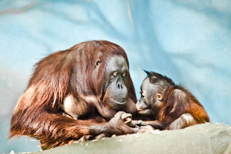 conversation communication of an orangutan mother with a small two-year-old child, maternal loveの写真素材