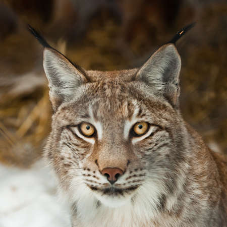 lynx muzzle with a clear look close-up in a squareの写真素材