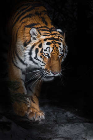 The Amur tiger comes out of the winter forest in the dark close-up, power and strength and dangerの写真素材
